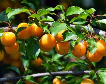 Prunus domestica TRIO 'Hauszwetsche', 'Mirabelle de Nancy' & 'Victoria' - in rek