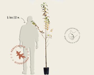 Castanea sativa 'Lyon' image