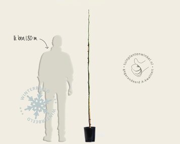 Juglans regia 'Buccaneer' image