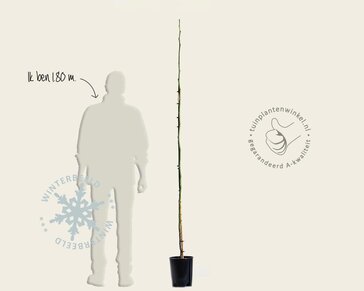 Juglans regia 'Buccaneer'