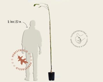 Juglans regia 'Broadview' image