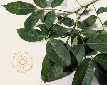 Juglans regia 'Broadview'