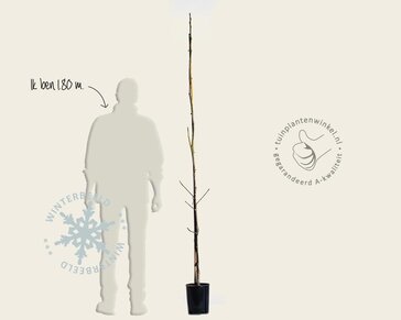 Juglans regia 'Lara'