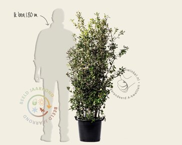 Quercus ilex - meerstammig