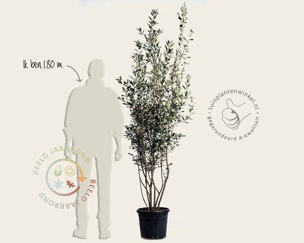 Quercus ilex - meerstammig