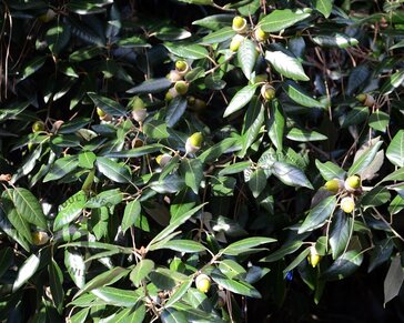 Quercus ilex - meerstammig