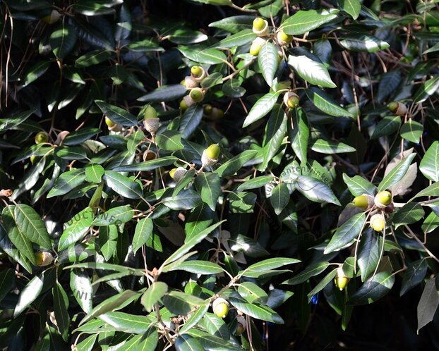 Quercus ilex - meerstammig