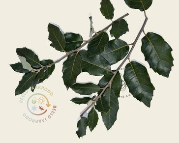Quercus ilex - meerstammig