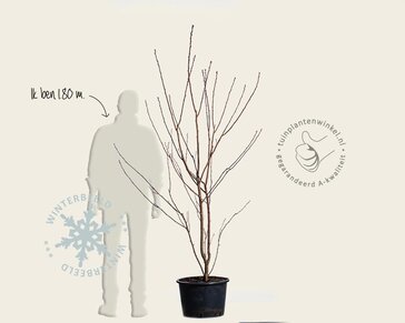 Prunus serrulata 'Royal Burgundy' - meerstammig