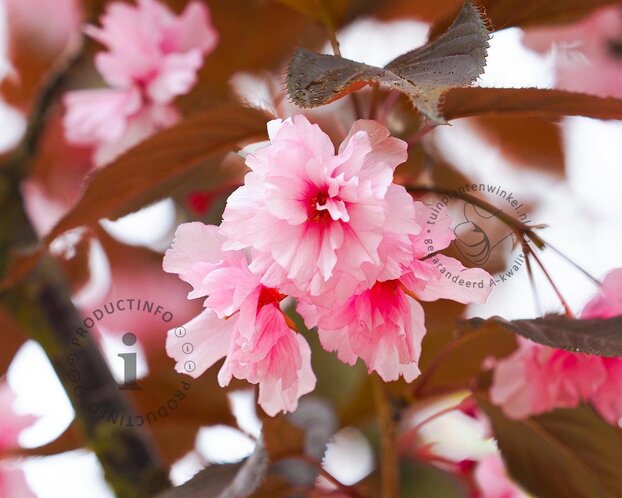 Prunus serrulata 'Royal Burgundy' - meerstammig