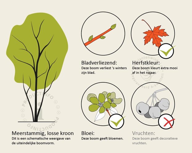 Prunus serrulata 'Royal Burgundy' - meerstammig