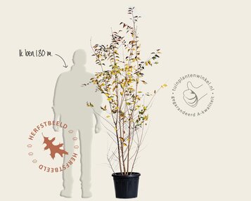 Prunus 'The Bride' - meerstammig image