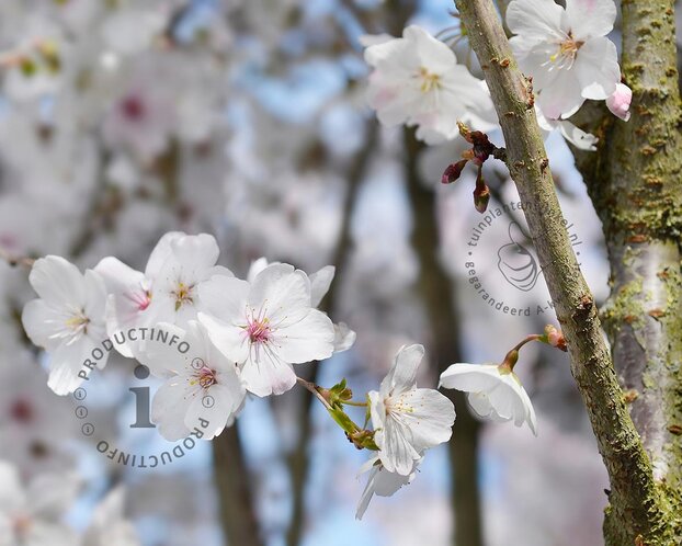 Prunus 'The Bride' - meerstammig