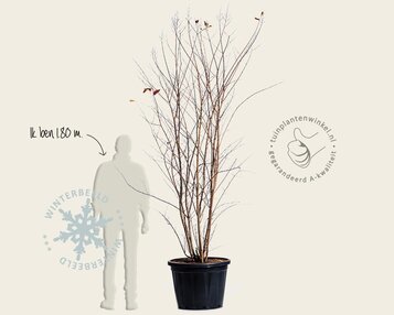 Lagerstroemia indica 'Muskogee' - meerstammig image