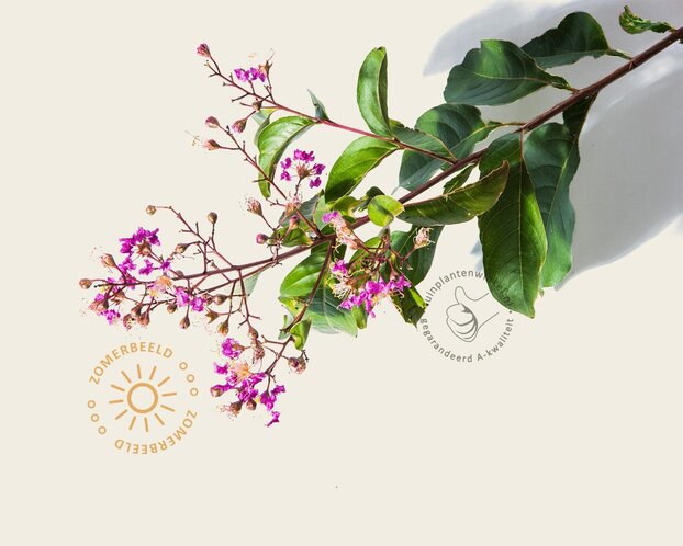 Lagerstroemia indica 'Muskogee' - meerstammig