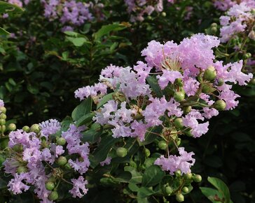 Lagerstroemia indica 'Muskogee' - meerstammig