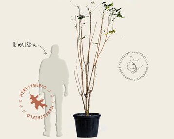 Koelreuteria paniculata - meerstammig image