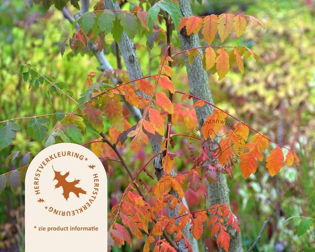 Koelreuteria paniculata - meerstammig