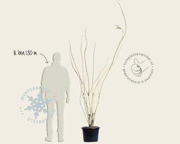 Albizia julibrissin 'Boubri' - meerstammig image