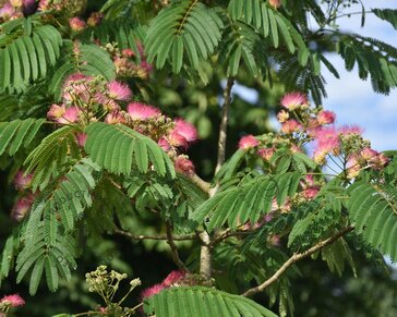 Albizia julibrissin 'Boubri' - meerstammig