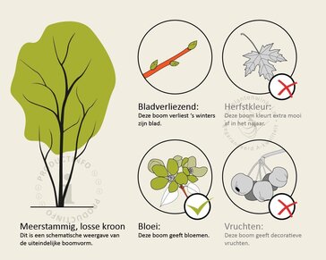 Albizia julibrissin 'Boubri' - meerstammig