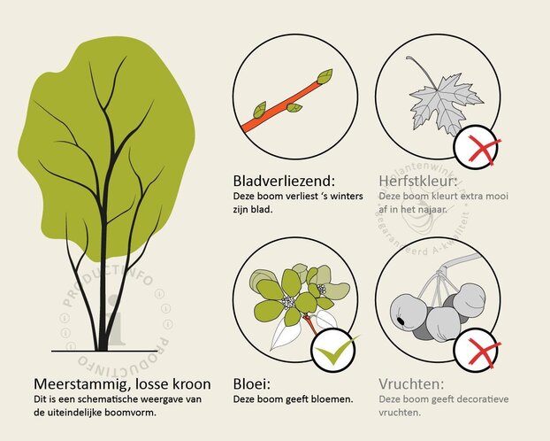 Albizia julibrissin 'Boubri' - meerstammig