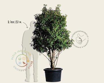 Prunus lusitanica 'Brenelia' - meerstammig