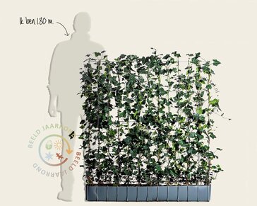 Hedera haag kant en klaar - Hedera hibernica