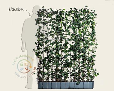 Hedera haag kant en klaar - Hedera hibernica