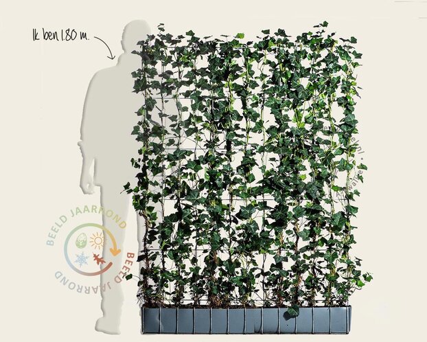 Hedera haag kant en klaar - Hedera hibernica