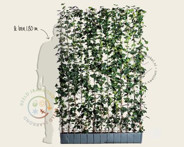 Hedera haag kant en klaar - Hedera hibernica