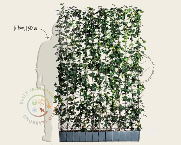 Hedera haag kant en klaar - Hedera hibernica