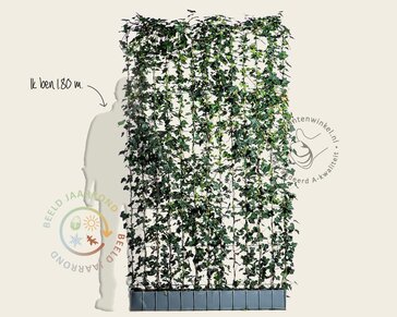 Hedera haag kant en klaar - Hedera hibernica