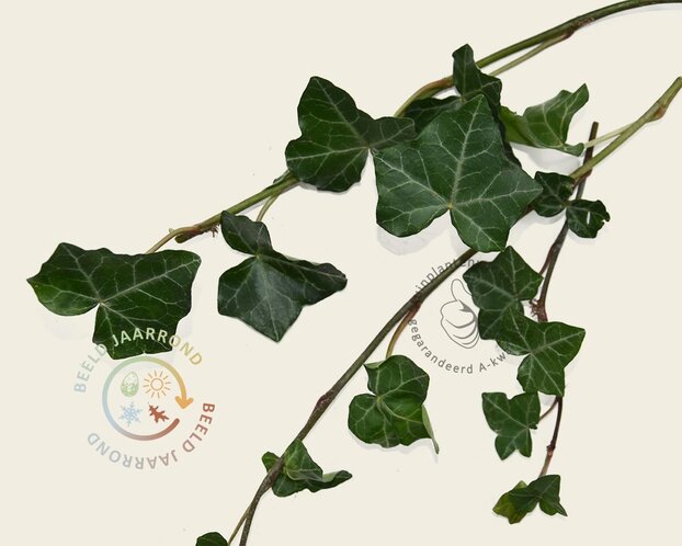 Hedera haag kant en klaar - Hedera hibernica