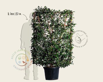 Prunus lusitanica 'Brenelia' - In rek 110x160 cm image