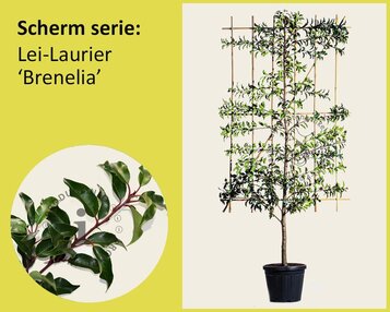 Prunus lusitanica 'Brenelia' leiboom - Scherm image
