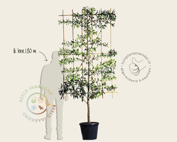 Prunus lusitanica 'Brenelia' leiboom - Scherm