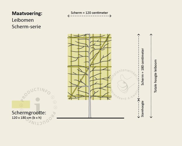 Prunus lusitanica 'Brenelia' leiboom - Scherm