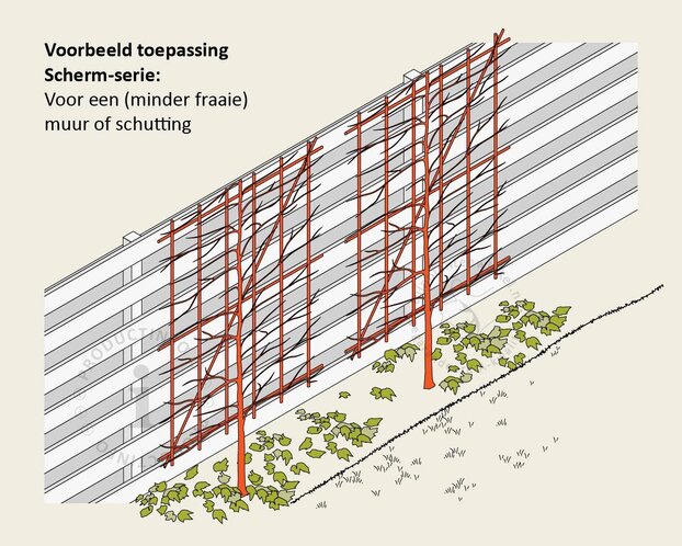 Prunus lusitanica 'Brenelia' leiboom - Scherm