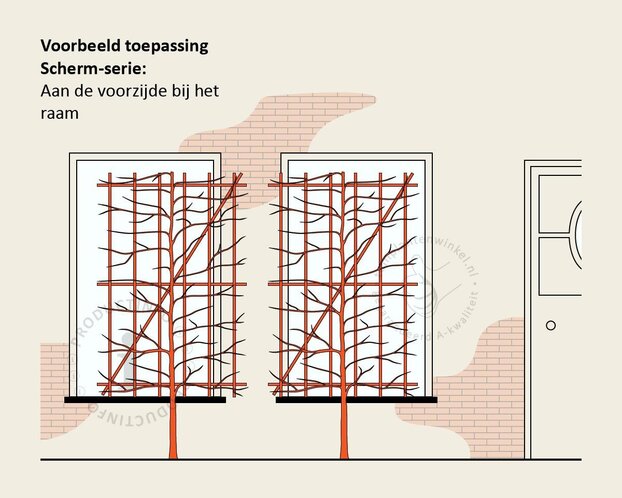 Prunus lusitanica 'Brenelia' leiboom - Scherm