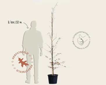 Fagus sylvatica 'Midnight Feather' - beveerd