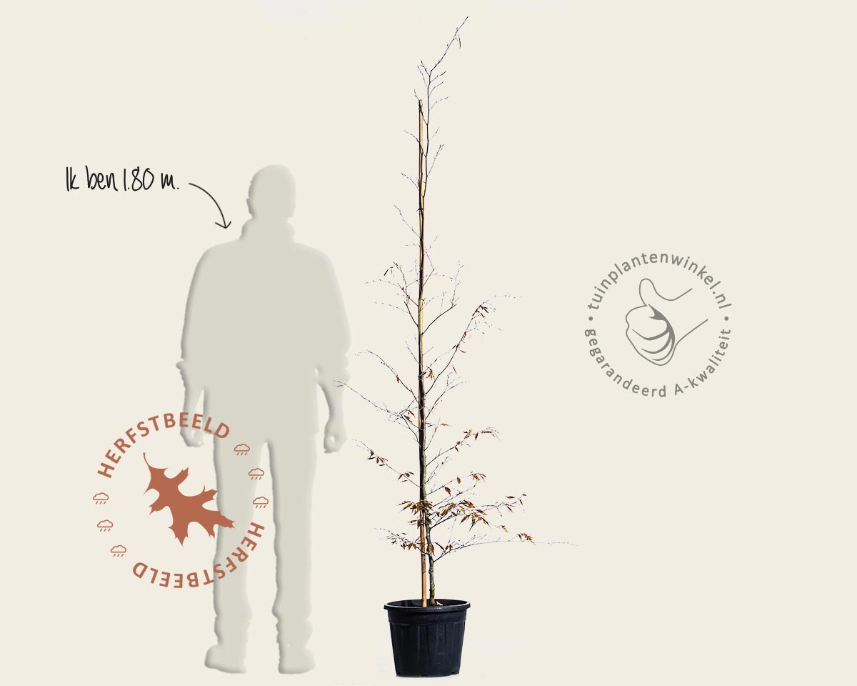 Fagus sylvatica 'Midnight Feather' - beveerd kopen | Rode beuk