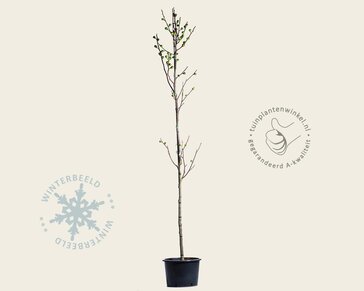 Ficus carica 'Rouge de Bordeaux' - boomvorm