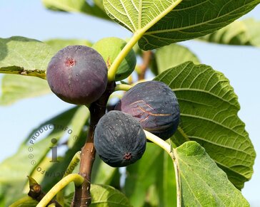 Ficus carica 'Rouge de Bordeaux' - boomvorm