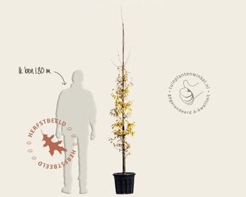 Parrotia persica 'Persian Spire' - beveerd image