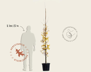 Parrotia persica 'Persian Spire' - beveerd