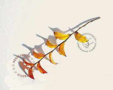 Parrotia persica 'Persian Spire' - beveerd