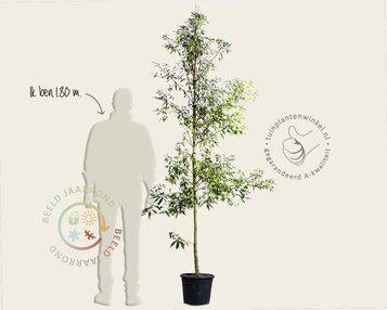 Quercus myrsinifolia - beveerd image