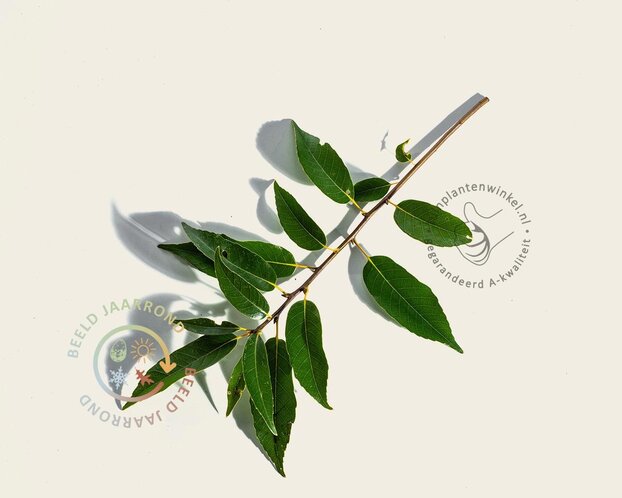 Quercus myrsinifolia - beveerd