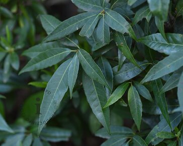 Quercus myrsinifolia - beveerd